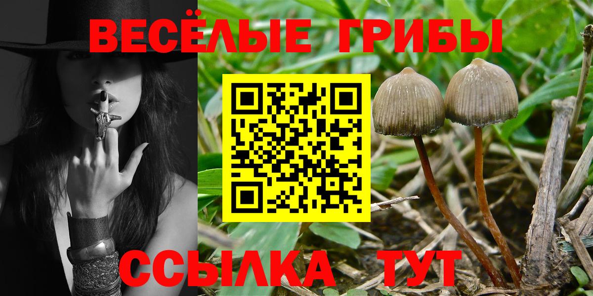 Псилоцибиновые грибы Psilocybine cubensis  Вход с VPN  Псилоцибиновые грибы прущие грибы  Малгобек 